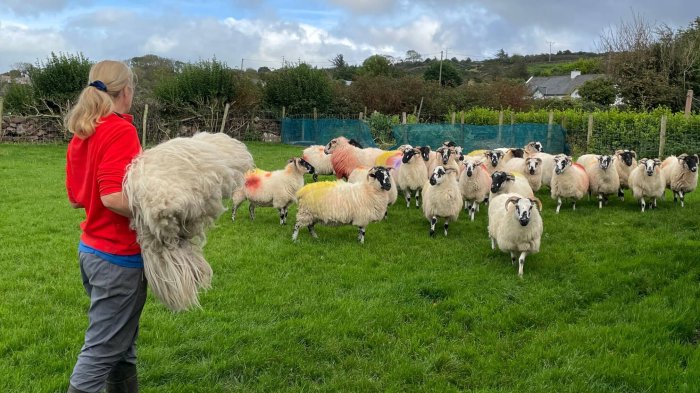 Marvel at the teamwork of shepherd and dog on a real Irish sheep farm