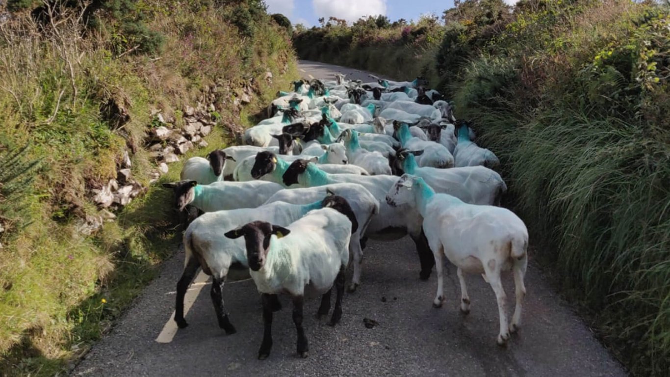 A flock of sheep blocking a narrow road in Ireland
