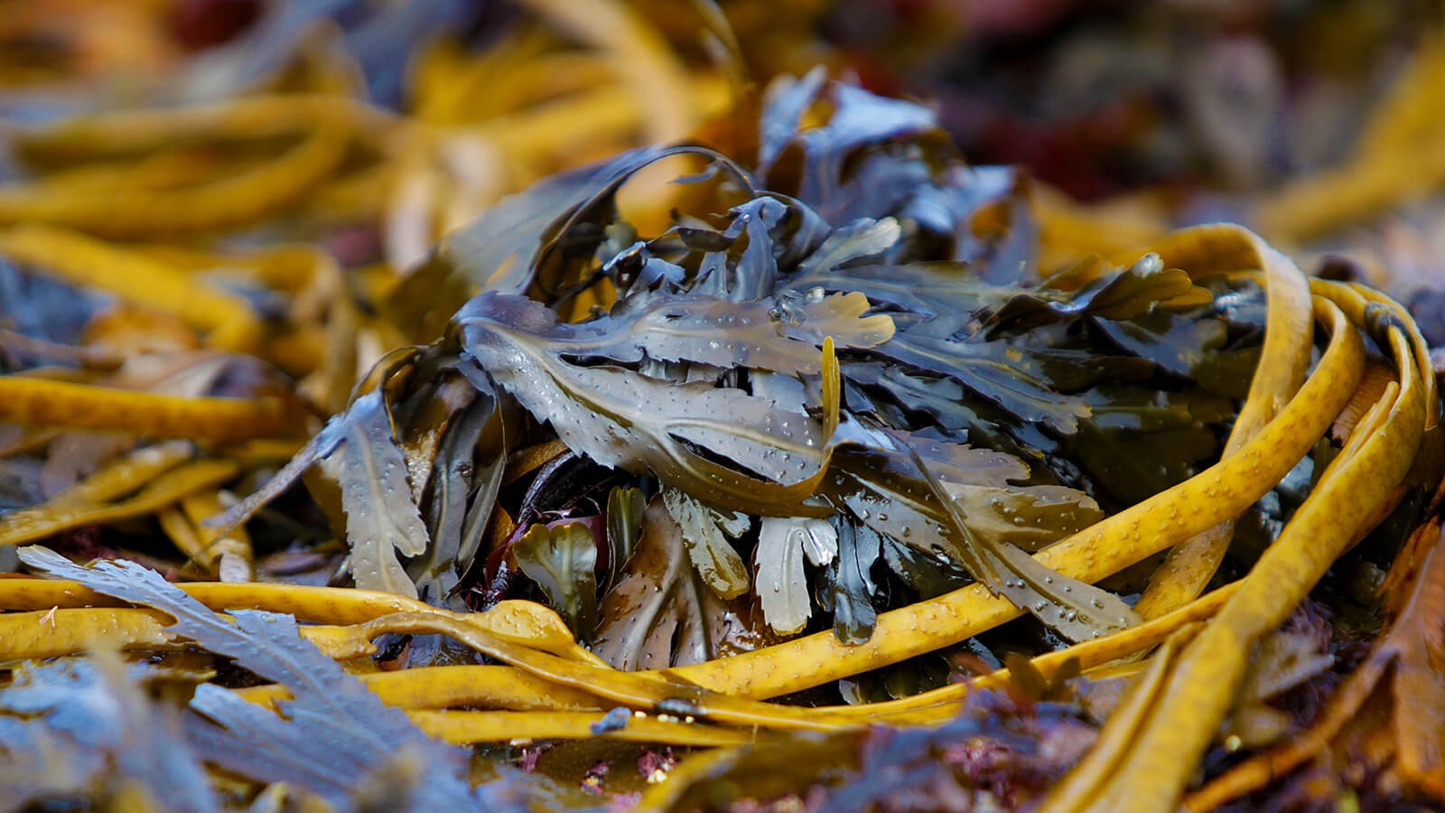 Seaweed in Ireland