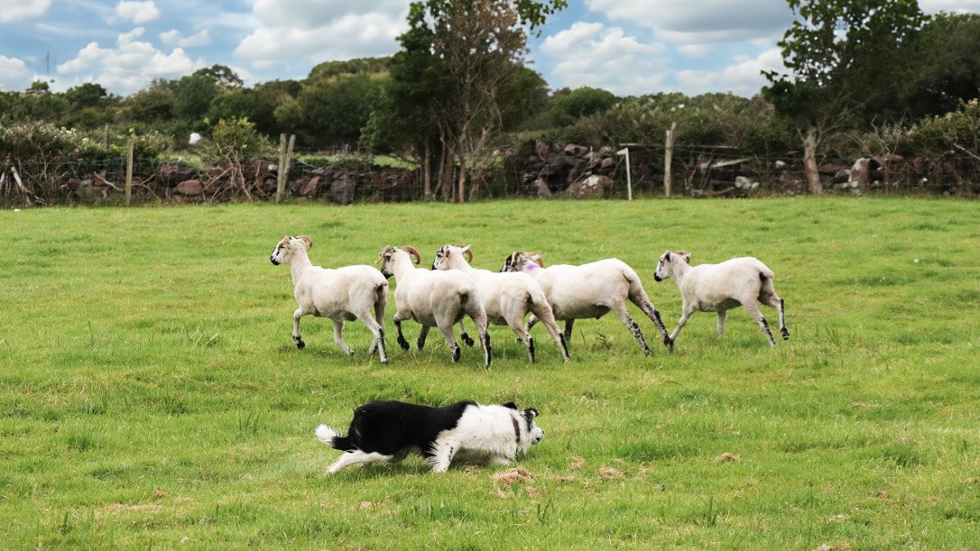Sheepdog crouching while herding five sheep in Ireland