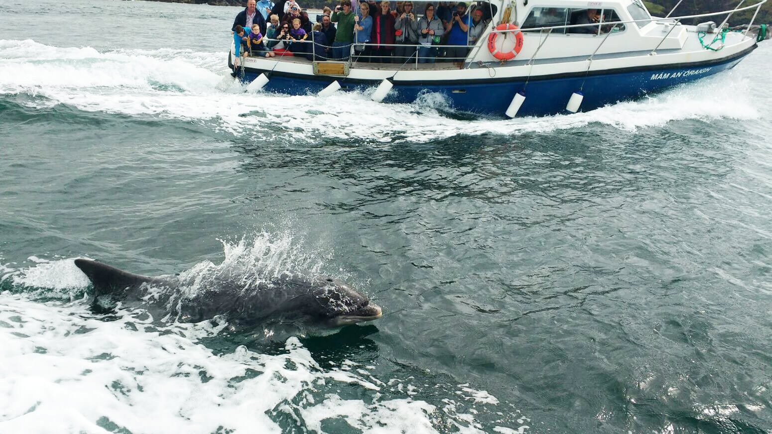 Fungie the dolphin with a boat in Dingle, Ireland