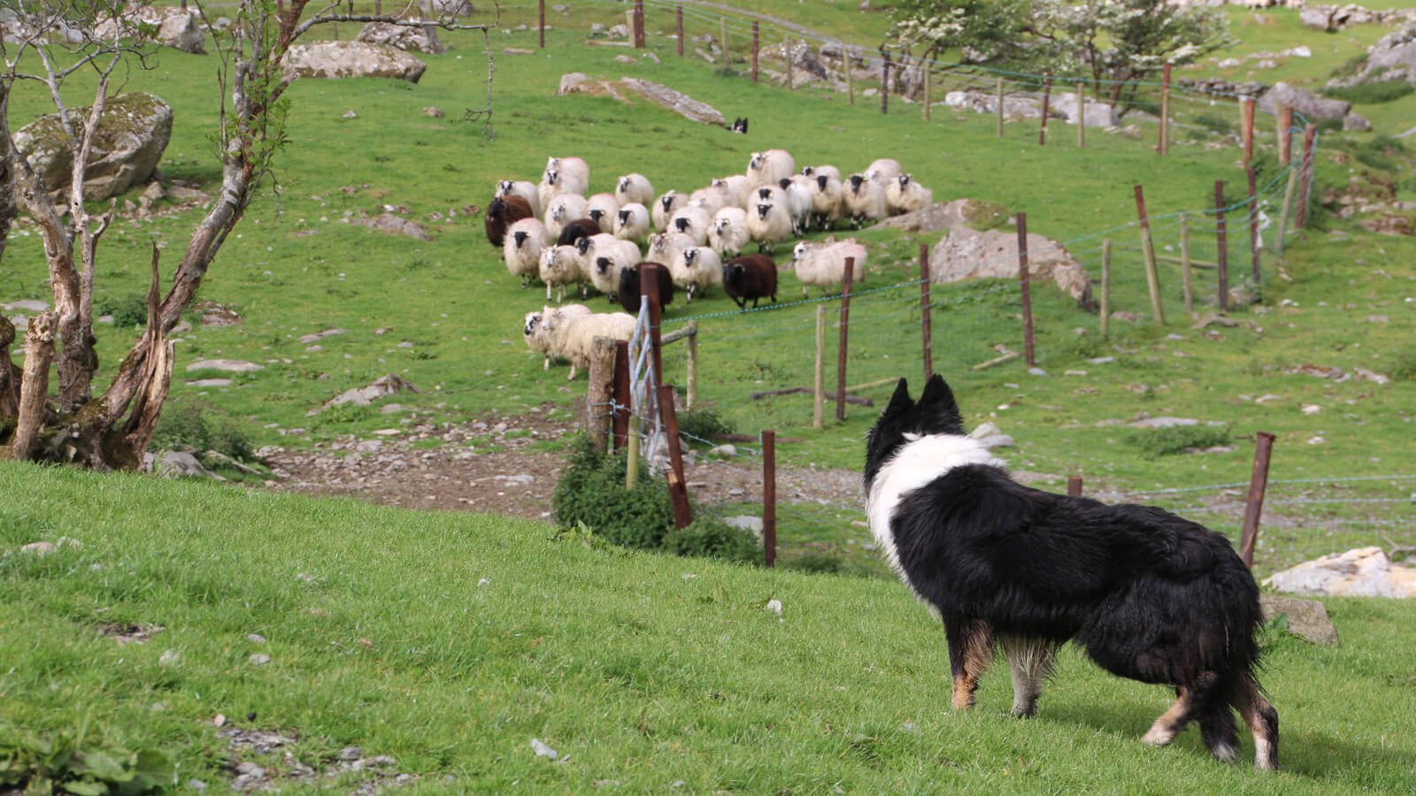 Sheepdog with flock of sheep in Ireland