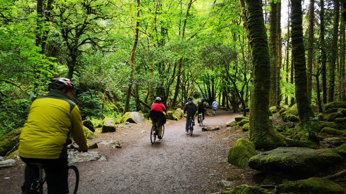 Vagabond guests cycling through ancient woodlands in Killarney National Park Vagabond guests cycling through ancient woodlands in Killarney National Park