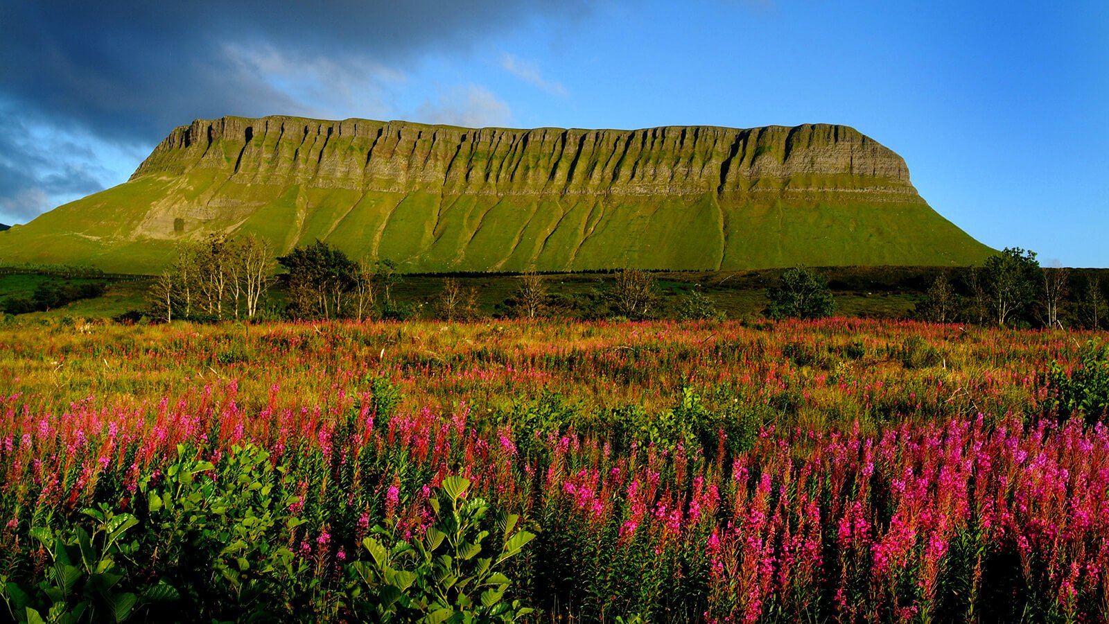 Ben Bulben Mountain with wildflowers in the foreground in Sligo, Ireland