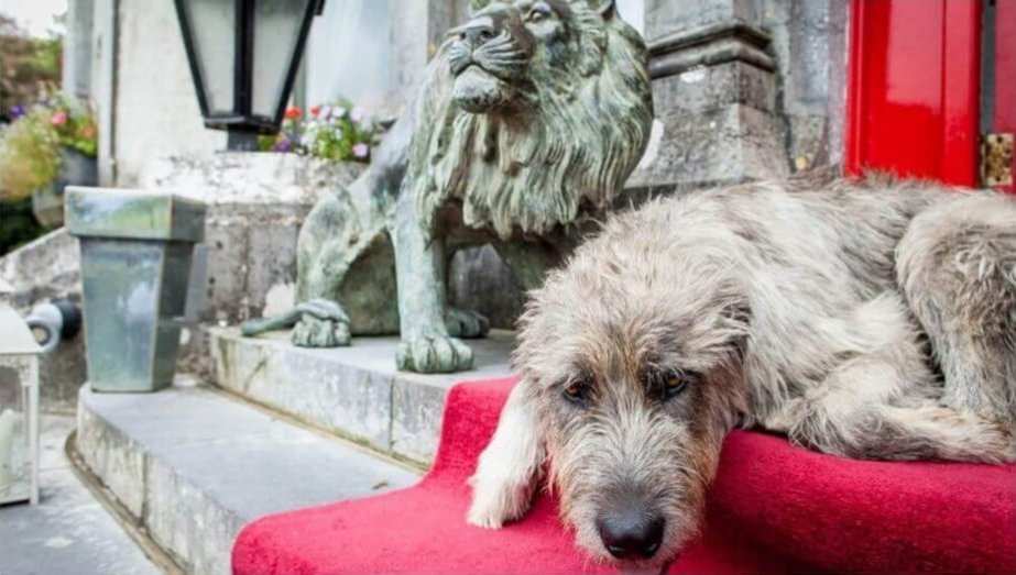 An Irish wolfhound in front of a hotel in Ireland