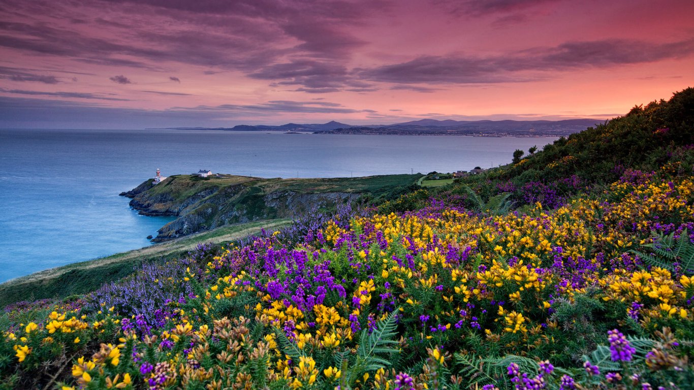 Colourful heather on Howth head and a view of Dublin Bay Colourful heather blooming on Howth Head with an amazing view of Howth in the distance as the sun is setting